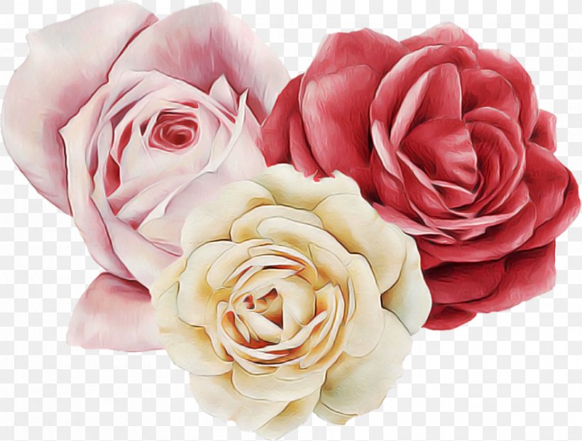 Garden Roses, PNG, 884x670px, Garden Roses, Cut Flowers, Flower, Hybrid Tea Rose, Petal Download Free