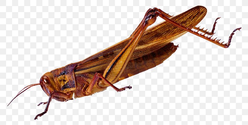 Insect Caelifera Grasshopper Locust, PNG, 800x413px, Insect, Animal, Bush Crickets, Caelifera, Grasshopper Download Free