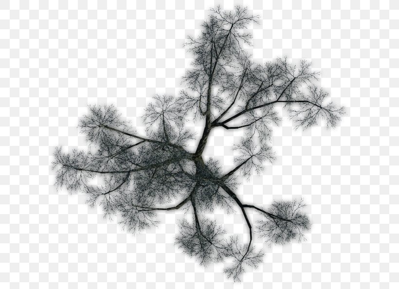 Larch Pine Twig Leaf Sky Plc, PNG, 629x594px, Larch, Black And White, Branch, Conifer, Leaf Download Free
