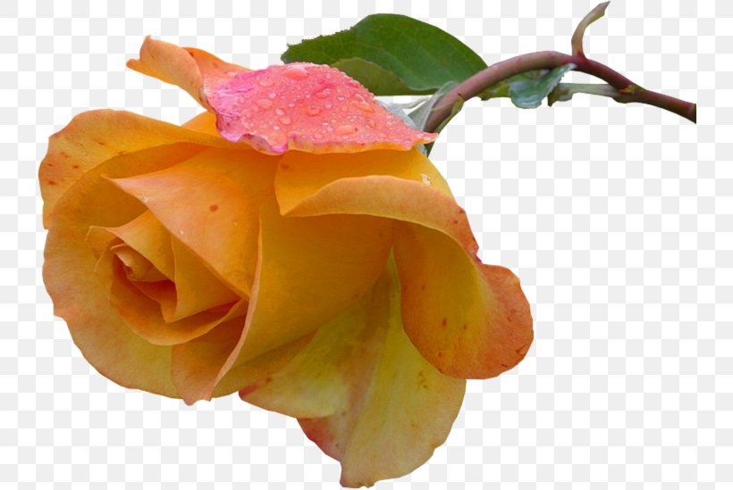 Pink Roses, PNG, 738x549px, Webp, Austrian Briar, Bud, China Rose, Email Download Free