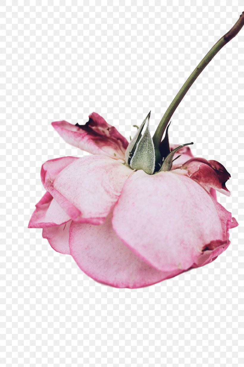 Rose, PNG, 1200x1802px, Cut Flowers, Flower, Petal, Rose, Rose Family Download Free
