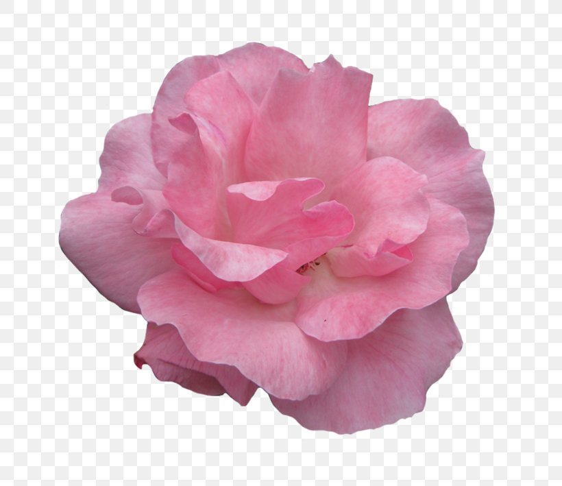 Rose Pink Flowers Pink Flowers Clip Art, PNG, 687x709px, Rose, Camellia, China Rose, Cut Flowers, Drawing Download Free