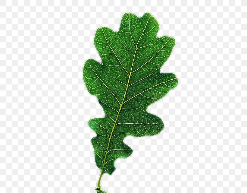 Leaf Tree, PNG, 427x640px, Leaf, Plant, Tree Download Free