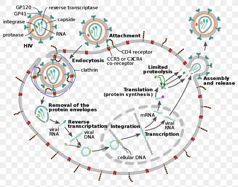 Management Of HIV/AIDS Virus Viral Replication, PNG, 1280x1008px, Aids, Area, Diagram, Dna Replication, Entry Inhibitor Download Free