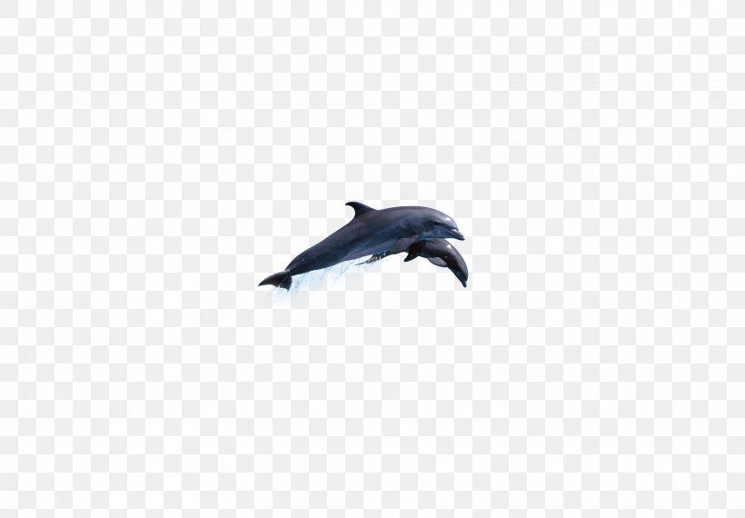 Dolphin Sky Microsoft Azure Wallpaper, PNG, 3232x2250px, Dolphin, Beak, Computer, Marine Mammal, Microsoft Azure Download Free