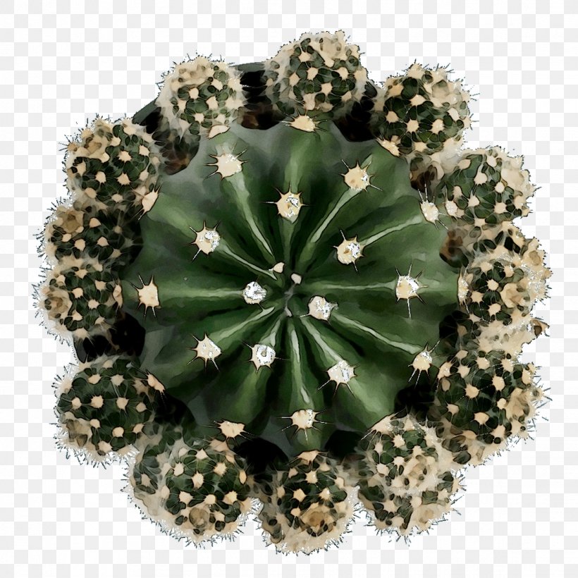 Echinocereus, PNG, 1136x1136px, Echinocereus, Brooch, Cactus, Flower, Grass Download Free