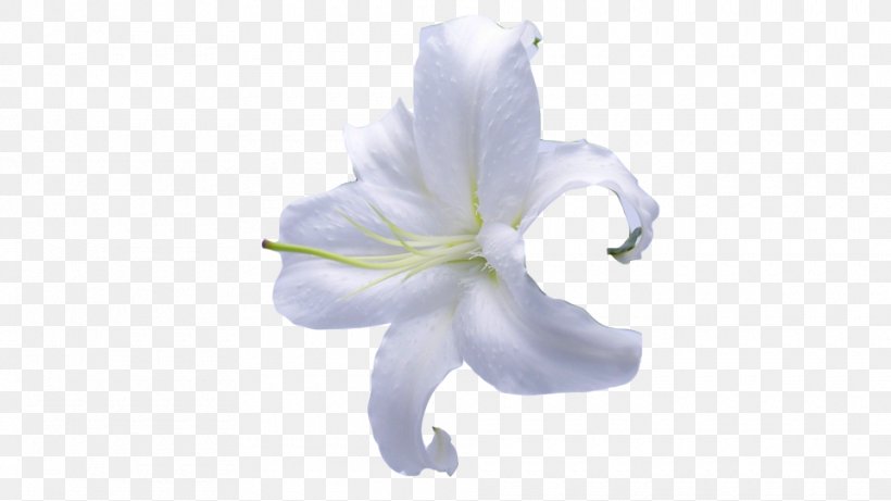 Lilium Flower, PNG, 960x540px, Lilium, Computer Software, Cut Flowers, Fleurdelis, Flower Download Free