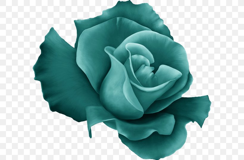 Garden Roses Blue Rose Cabbage Rose Green Clip Art, PNG, 600x537px, Garden Roses, Aqua, Blue, Blue Rose, Cabbage Rose Download Free