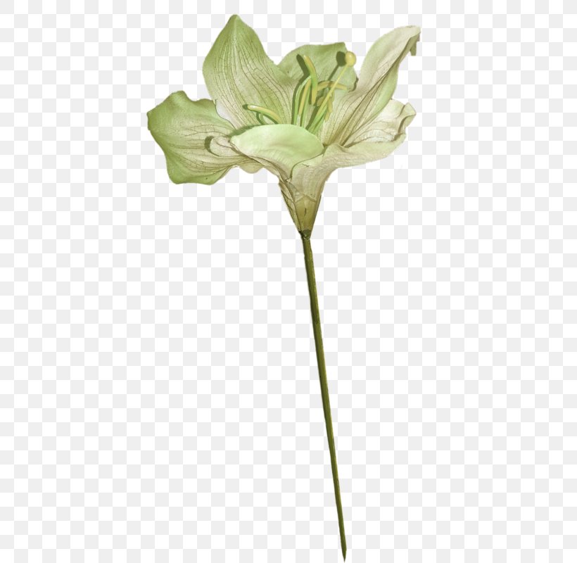 Lilium Green Flower, PNG, 431x800px, Lilium, Amaryllis Belladonna, Bud, Cut Flowers, Cyan Download Free