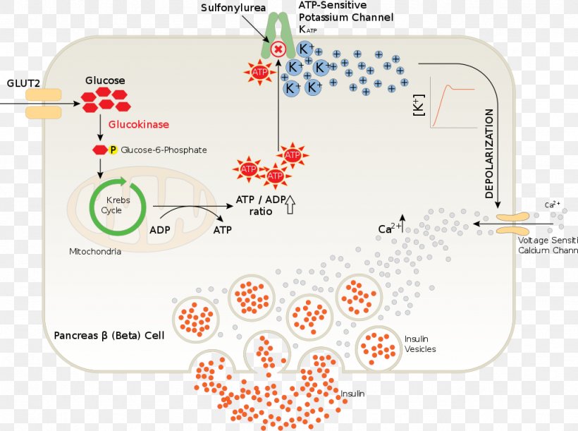 Pancreas Insulin Beta Cell Sulfonylurea Diabetes Mellitus Type 2, PNG, 1024x764px, Pancreas, Antidiabetic Medication, Area, Beta Cell, Blood Sugar Download Free