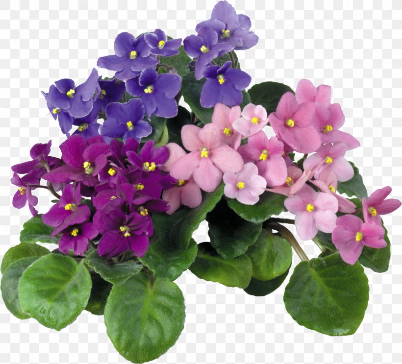 African Violets Houseplant Flower Color, PNG, 1200x1088px, Violet, African Violets, Annual Plant, Color, Cyclamen Download Free