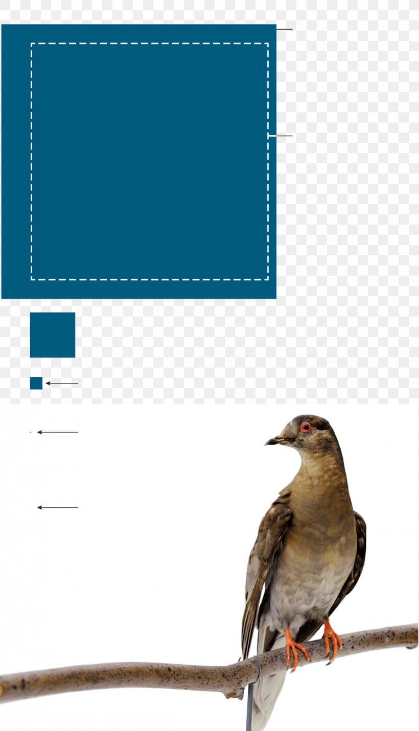 Bird Conservation New York City Essay Finch, PNG, 1200x2096px, Bird, Advertising, Animal, Beak, Bird Conservation Download Free
