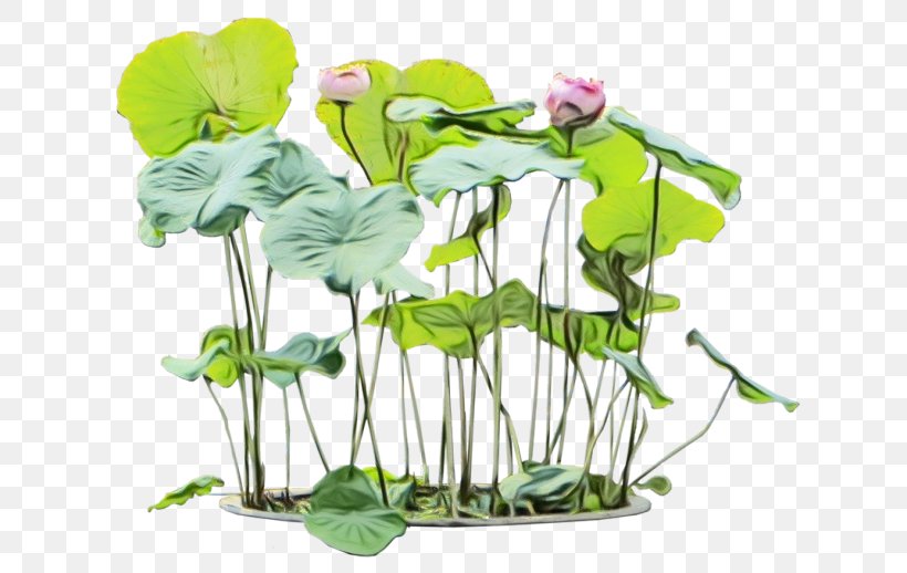 Flower Plant Aquatic Plant Leaf Plant Stem, PNG, 640x518px, Watercolor, Anthurium, Aquatic Plant, Centella Asiatica, Flower Download Free