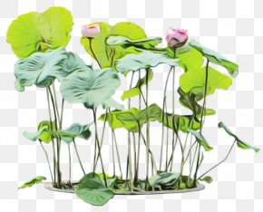 Morning Glory Centella Asiatica - Flower Plant Aquatic Plant Leaf Plant Stem PNG