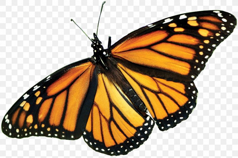 The Monarch Butterfly: International Traveler Insect Milkweed Butterflies, PNG, 1500x1000px, Monarch Butterfly, Animal Migration, Arthropod, Brushfooted Butterflies, Brushfooted Butterfly Download Free