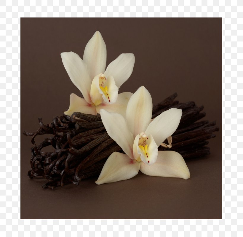 Vanilla Perfume Fragrance Oil Profiterole, PNG, 800x800px, Vanilla, Absolute, Aroma Compound, Cinnamon, Essential Oil Download Free