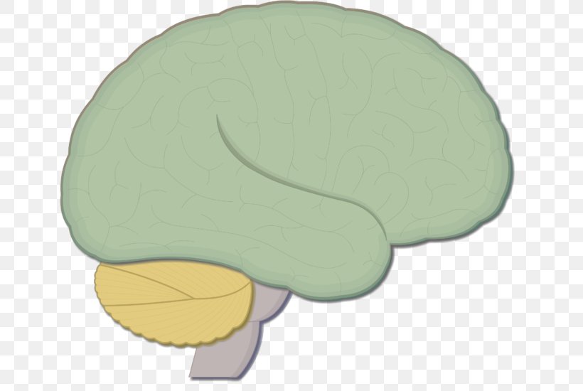 Brainstem Human Brain Nervous System Medulla Oblongata, PNG, 651x550px, Brainstem, Anatomy, Brain, Central Nervous System, Cerebrum Download Free