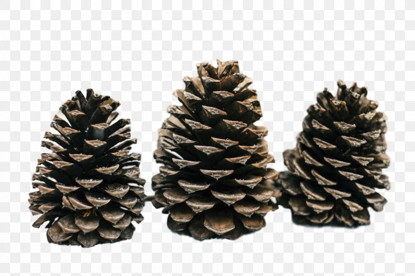 Conifer Cone Pine Fir Spruce Conifers, PNG, 1200x800px, Conifer Cone, Conifers, Fir, Pine, Spruce Download Free
