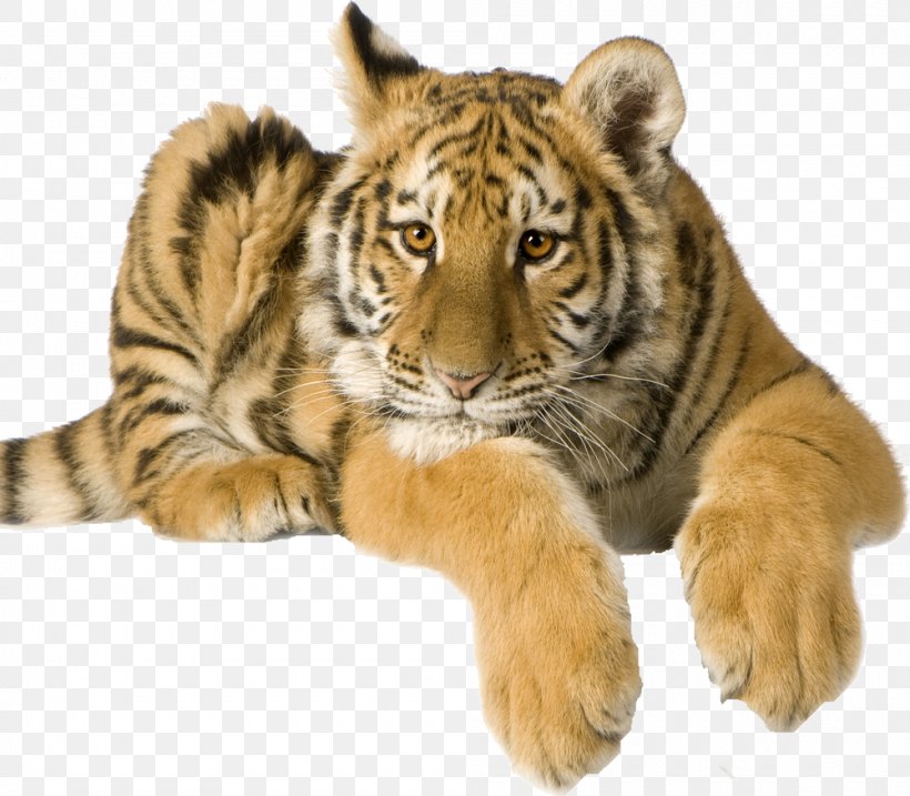 Tiger Camcorder Video Cameras Image Cat, PNG, 1000x875px, Tiger, Big Cats, Camcorder, Camera, Carnivoran Download Free