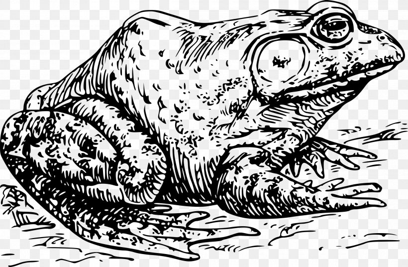 American Bullfrog Clip Art, PNG, 2400x1569px, Frog, American Bullfrog, Amphibian, Art, Big Cats Download Free