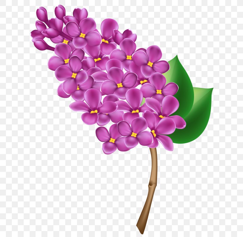 Clip Art Common Lilac Free Content Openclipart, PNG, 640x800px, Lilac, Blossom, Branch, Common Lilac, Cut Flowers Download Free
