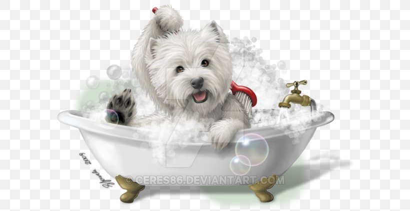 West Highland White Terrier Cairn Terrier Maltese Dog Yorkshire Terrier Smooth Fox Terrier, PNG, 600x423px, West Highland White Terrier, Cairn Terrier, Carnivoran, Companion Dog, Dog Download Free