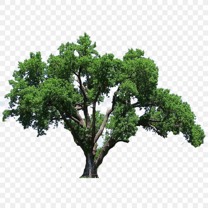 Southern Live Oak Tree Flowering Dogwood Clip Art, PNG, 1228x1228px, Southern Live Oak, Branch, Dogwood, Drawing, Evergreen Download Free