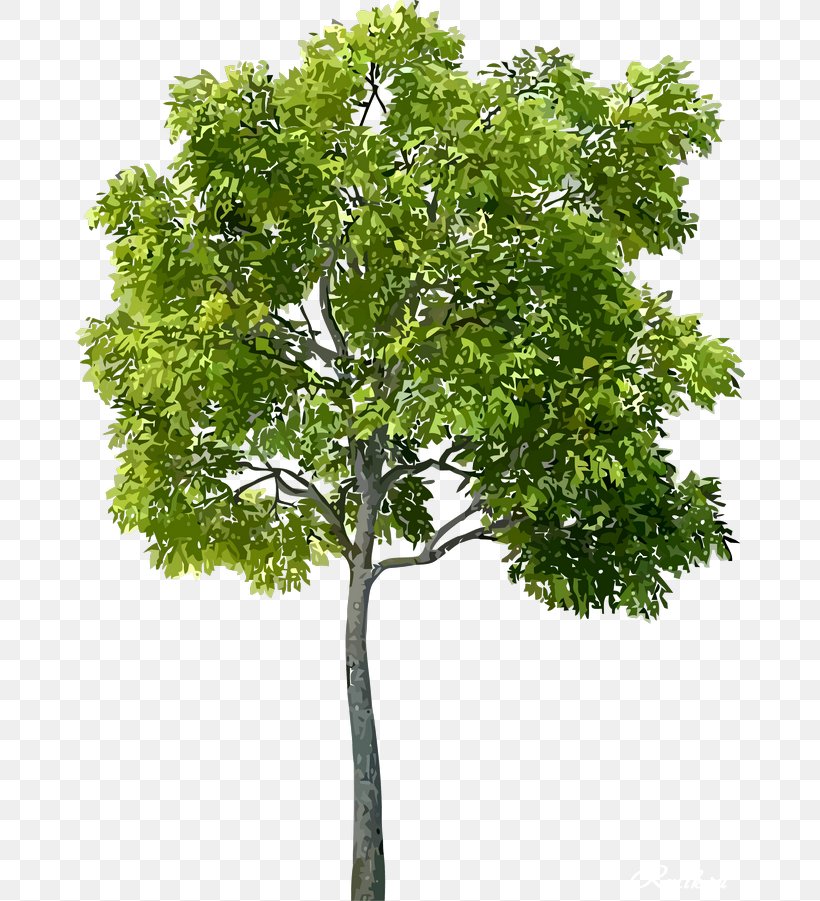 Tree, PNG, 670x901px, Tree, Branch, Leaf, Plane Tree Family, Plant Download Free