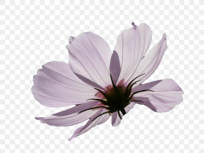 Backlight Purple, PNG, 1200x900px, Light, Backlight, Blue, Daisy Family, Flora Download Free