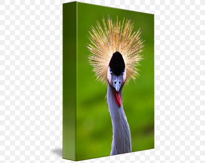Beak Feather, PNG, 426x650px, Beak, Bird, Crane, Crane Like Bird, Feather Download Free