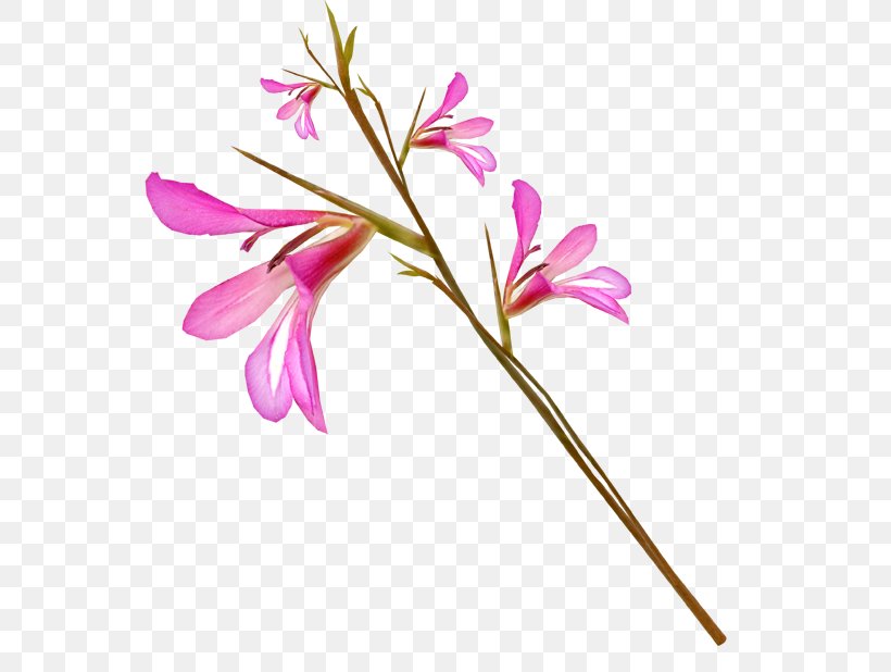 Gladiolus Cut Flowers Iris Family Petal, PNG, 600x618px, Gladiolus, Branch, Cut Flowers, Flora, Floral Design Download Free