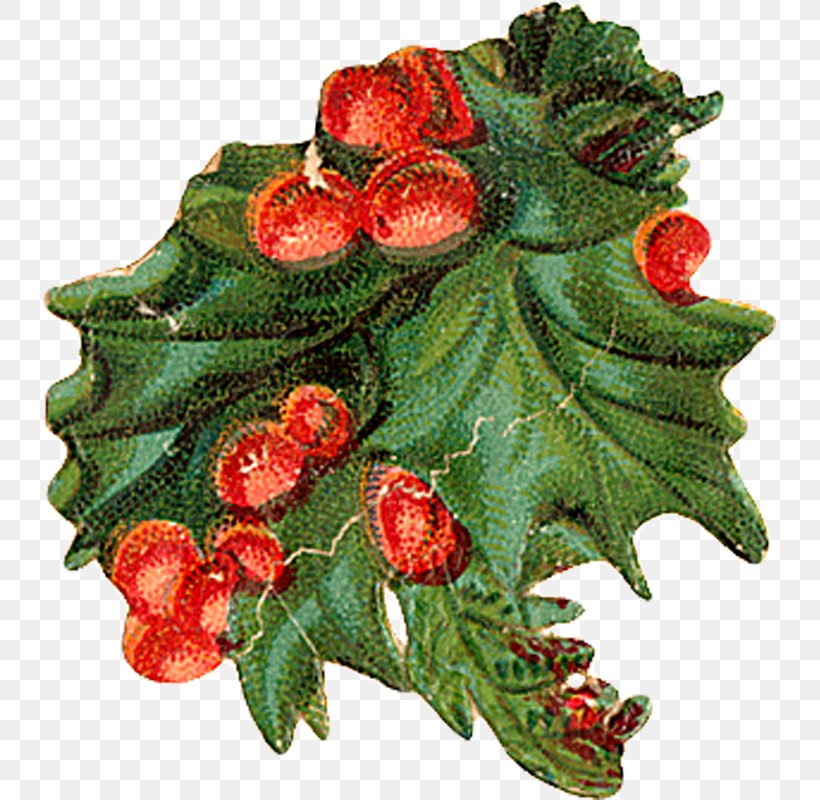 Holly Aquifoliales Christmas Ornament Natural Foods, PNG, 733x800px, Holly, Aquifoliaceae, Aquifoliales, Christmas, Christmas Decoration Download Free