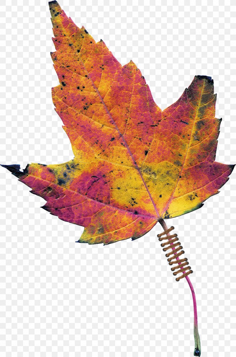 Maple Leaf Tree Plant, PNG, 993x1500px, Maple, Leaf, Maple Leaf, Maple Tree, Plant Download Free