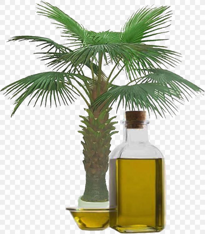 Palm Oil Vegetable Oil Palm Kernel Oil Artikel, PNG, 4107x4697px, Palm Oil, Apricot Oil, Arecales, Artikel, Bottle Download Free