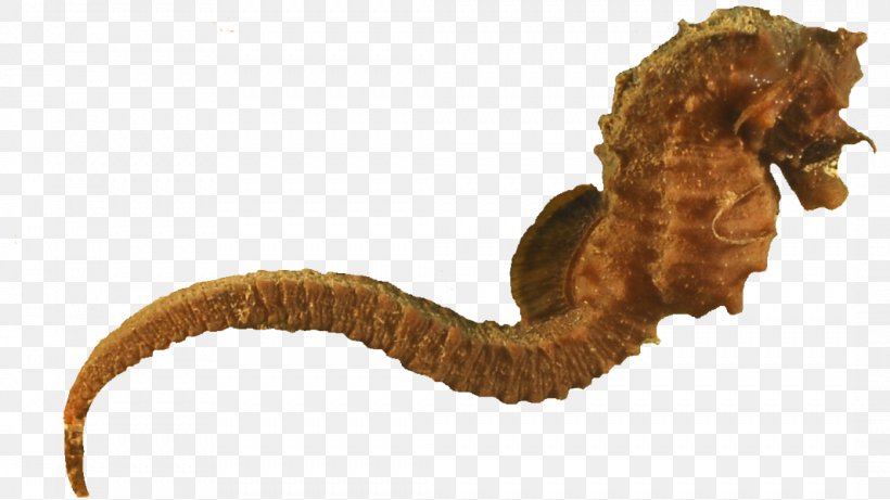 Seahorse Animal, PNG, 1066x600px, Seahorse, Animal, Conservation, Fish, Horse Download Free