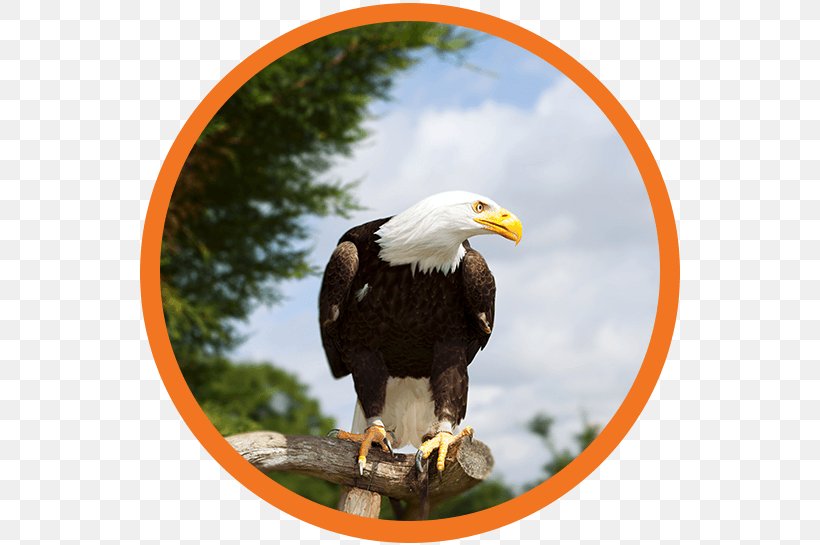 Bald Eagle Motivation Temperate Forest, PNG, 545x545px, Bald Eagle, Accipitriformes, Animal, Beak, Bird Download Free