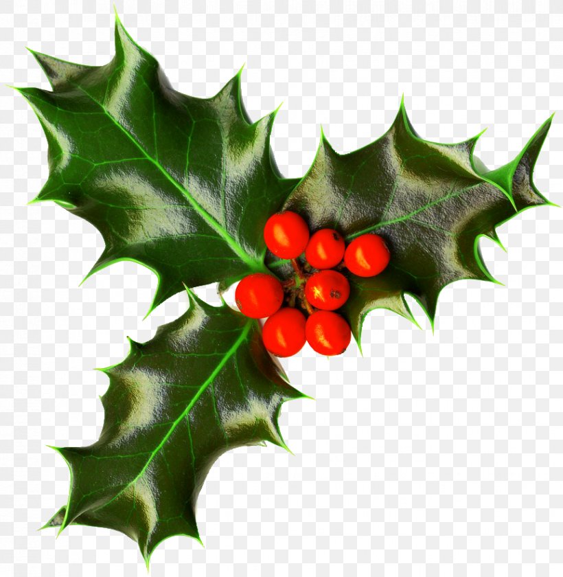 Common Holly Christmas Decoration Christmas Tree Clip Art, PNG, 862x884px, Common Holly, Aquifoliaceae, Aquifoliales, Berry, Christmas Download Free