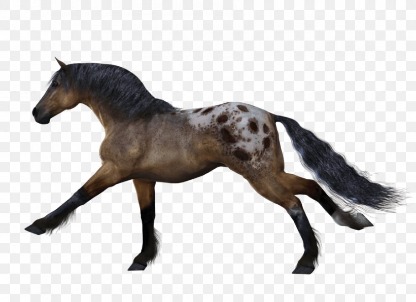 Horse Wallpaper, PNG, 900x655px, Appaloosa, Animation, Bridle, Colt, Horse Download Free