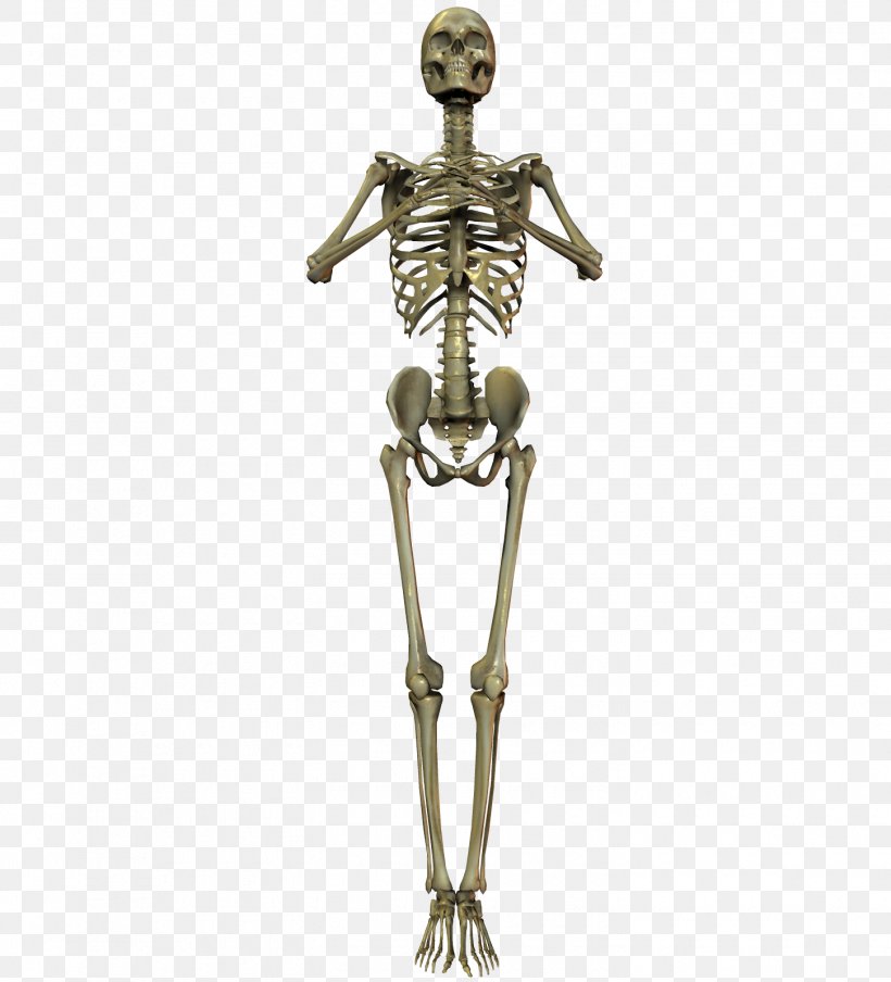 Human Skeleton Bone Skull, PNG, 1450x1600px, 3d Computer Graphics, Skeleton, Anatomy, Axial Skeleton, Bone Download Free