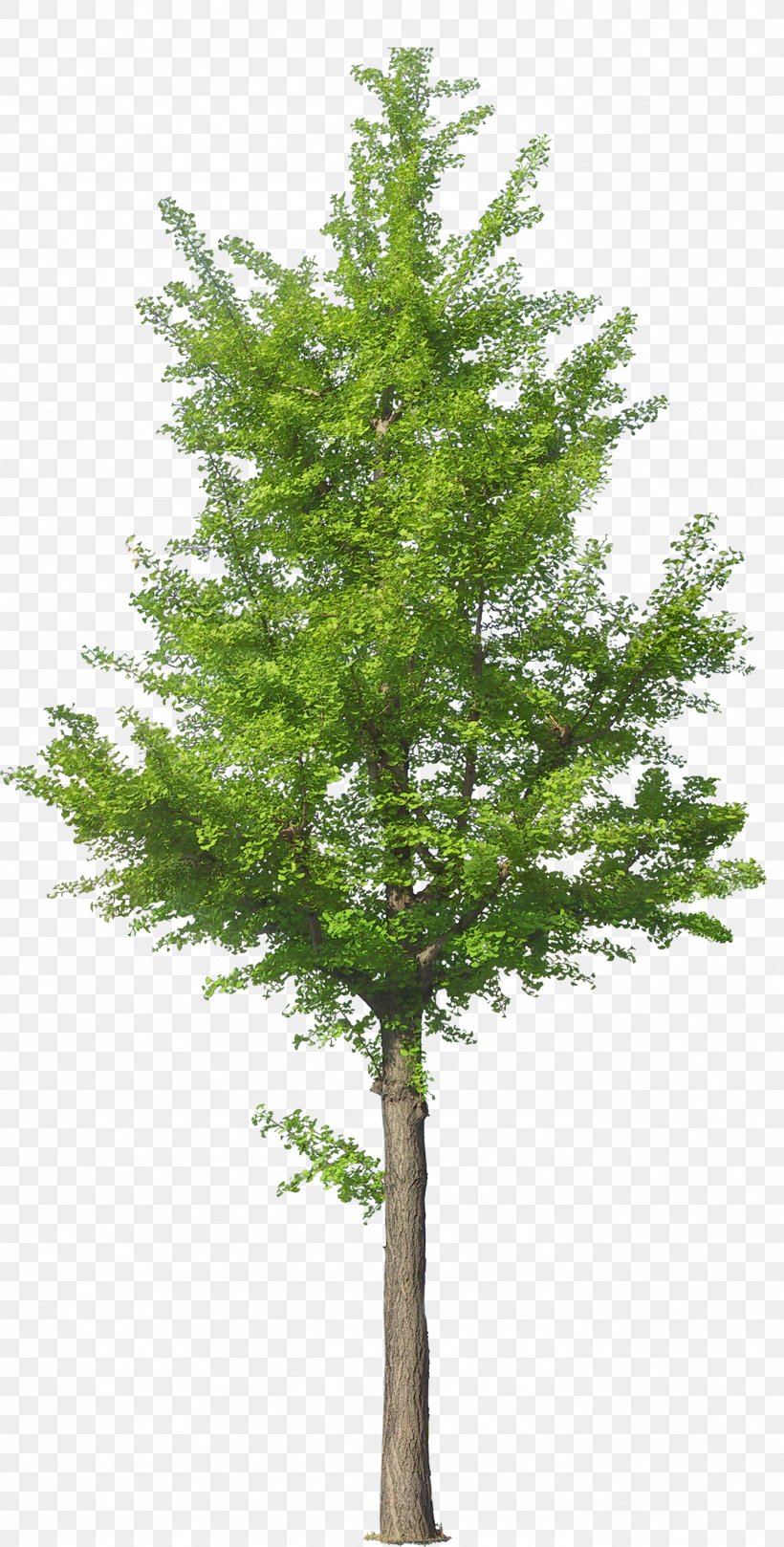 Clip Art Image Tree Adobe Photoshop, PNG, 1384x2731px, Tree, Branch, Conifer, Evergreen, Fir Download Free
