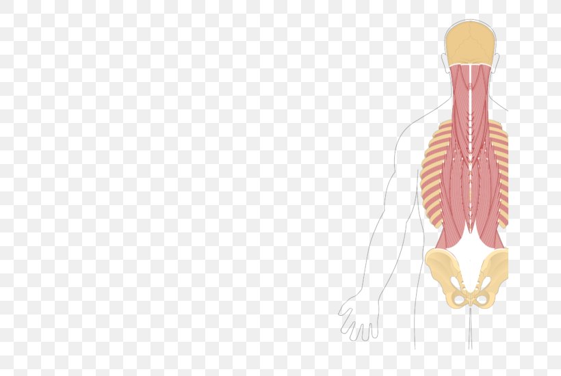 Quadratus Lumborum Muscle Origin And Insertion Quadratus Plantae Muscle Anatomy, PNG, 666x550px, Watercolor, Cartoon, Flower, Frame, Heart Download Free
