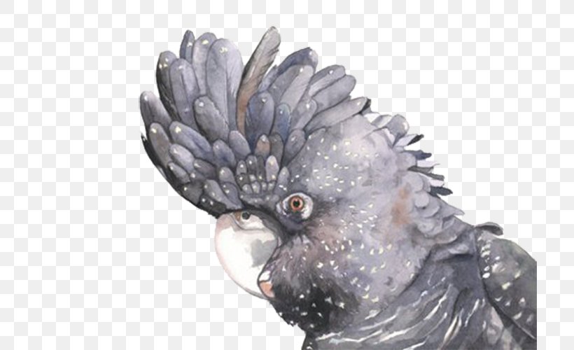 Red-tailed Black Cockatoo Paper Watercolor Painting Do It Yourself, PNG, 714x500px, Cockatoo, Animal, Art, Beak, Bird Download Free