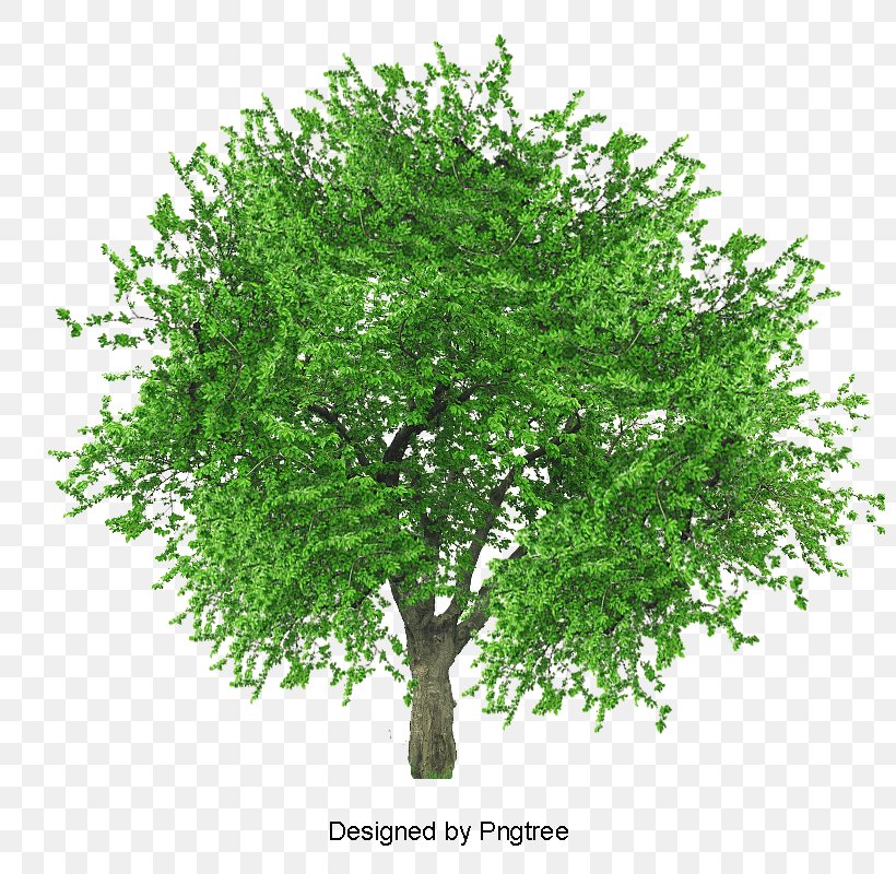 Clip Art Pin Oak Tree, PNG, 800x800px, Tree, Branch, Christmas Tree, Document, Flower Download Free
