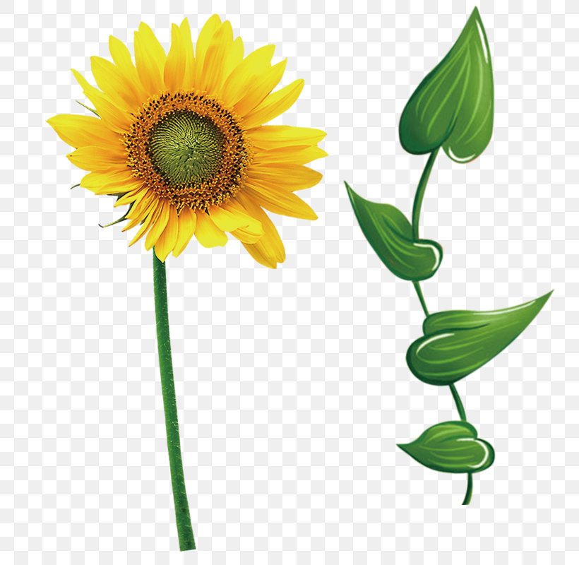 Common Sunflower Leaf Icon, PNG, 800x800px, Common Sunflower, Cartoon, Cut Flowers, Daisy, Daisy Family Download Free