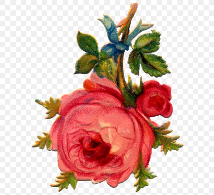 Garden Roses Cabbage Rose Amazon.com Cut Flowers Floral Design, PNG, 600x746px, Garden Roses, Amazoncom, Cabbage Rose, Computer, Cut Flowers Download Free