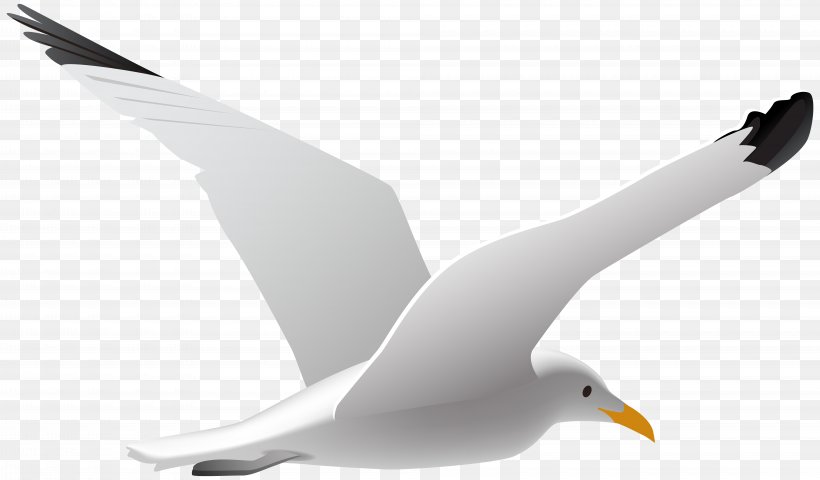 Gulls Bird Clip Art, PNG, 8000x4687px, Gulls, Beak, Bird, Charadriiformes, Ducks Geese And Swans Download Free