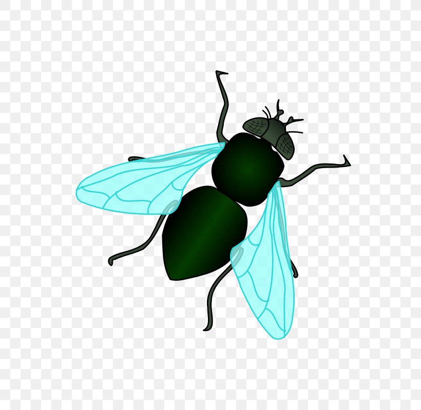 Housefly Clip Art, PNG, 800x800px, Housefly, Animation, Arthropod, Beetle, Fly Download Free