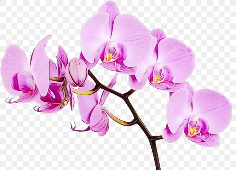 Moth Orchids Orchids Flower Mural Wall, PNG, 1219x880px, Watercolor, Cut Flowers, Flower, Fotobehang, Moth Orchids Download Free