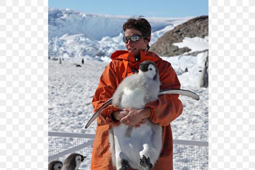 The Emperor Penguin Antarctica Bird, PNG, 900x600px, Penguin, Adventure, Antarctica, Bird, Chinstrap Penguin Download Free