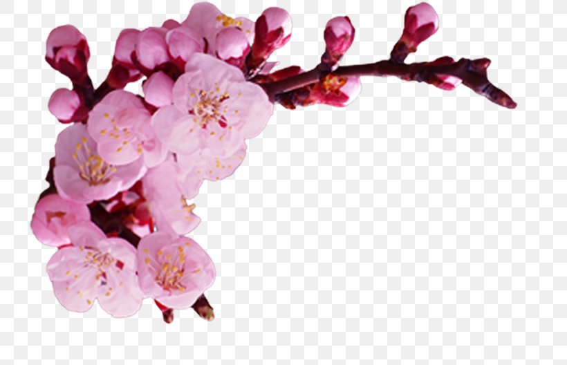 Cherry Blossom Petal ST.AU.150 MIN.V.UNC.NR AD, PNG, 744x528px, Blossom, Branch, Cherry, Cherry Blossom, Flower Download Free